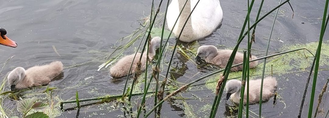 River Stour update