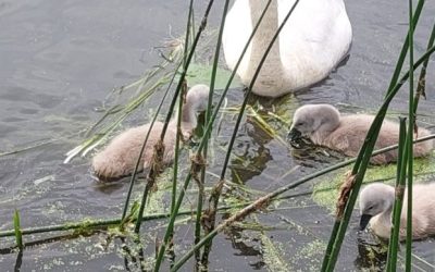 River Stour update
